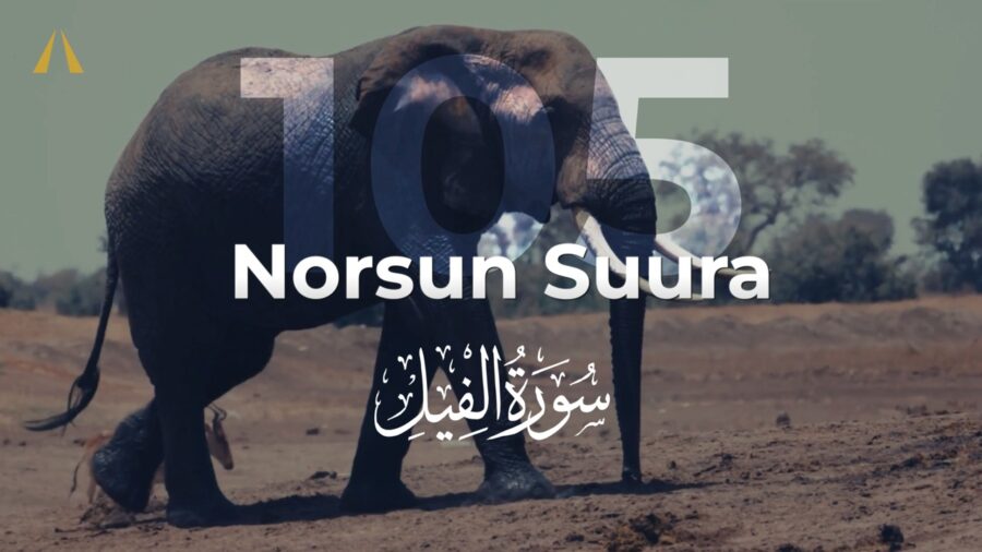 Norsun suura | Al-Fil